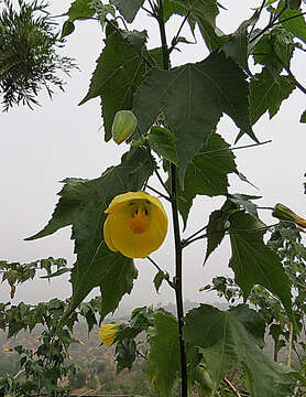 Image of Painted indian mallow