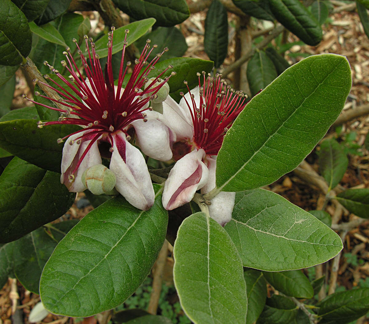 Image of Acca
