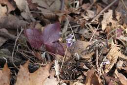 Plancia ëd Hepatica nobilis var. acuta (Pursh) Steyermark