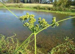 Слика од Cyperus eragrostis Lam.