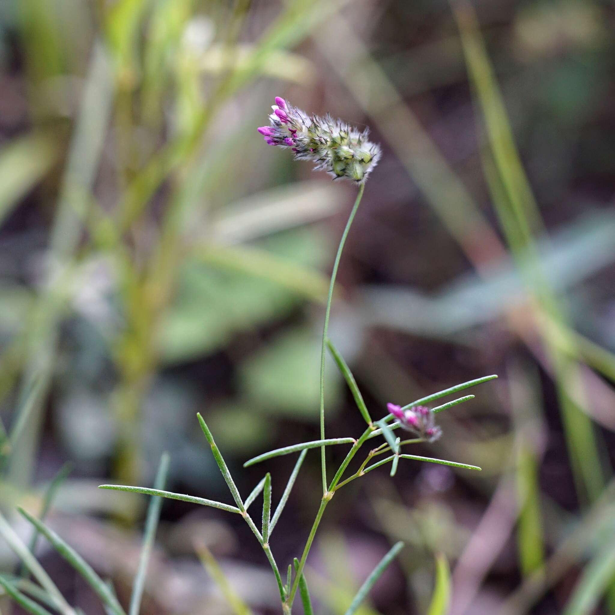 Plancia ëd Dalea filiformis A. Gray