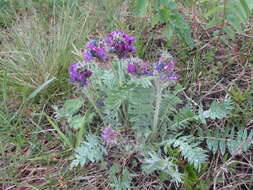 Image de Oxytropis strobilacea Bunge