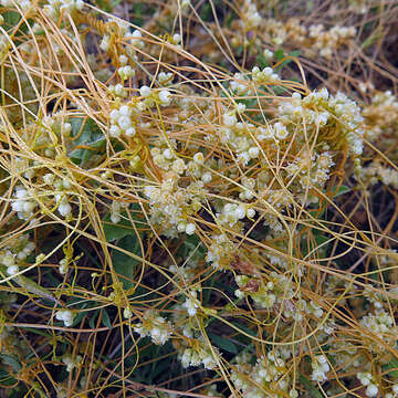 Image of Cuscuta campestris