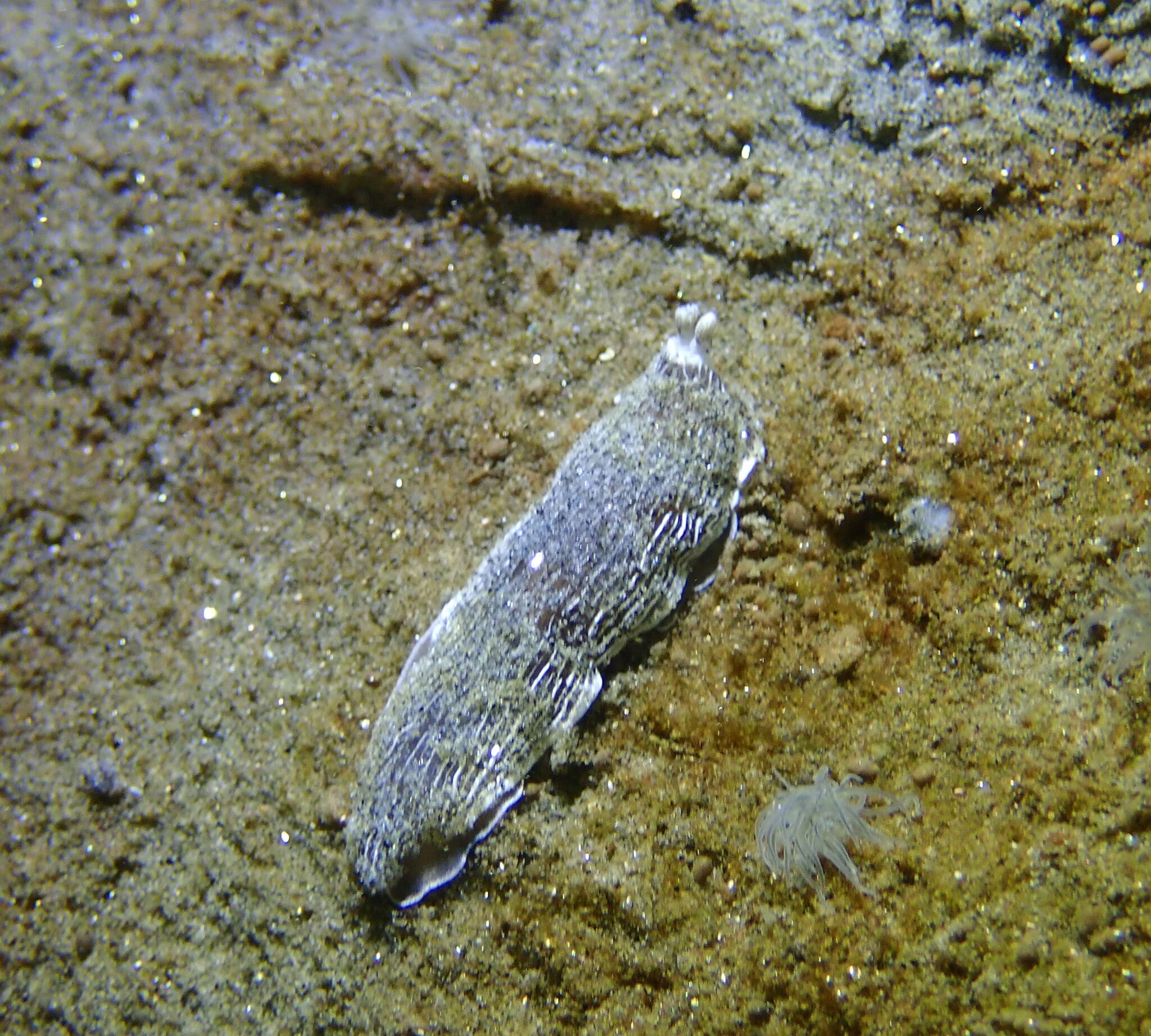 Image of Armina californica (J. G. Cooper 1863)