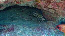 Image of blue crawfis