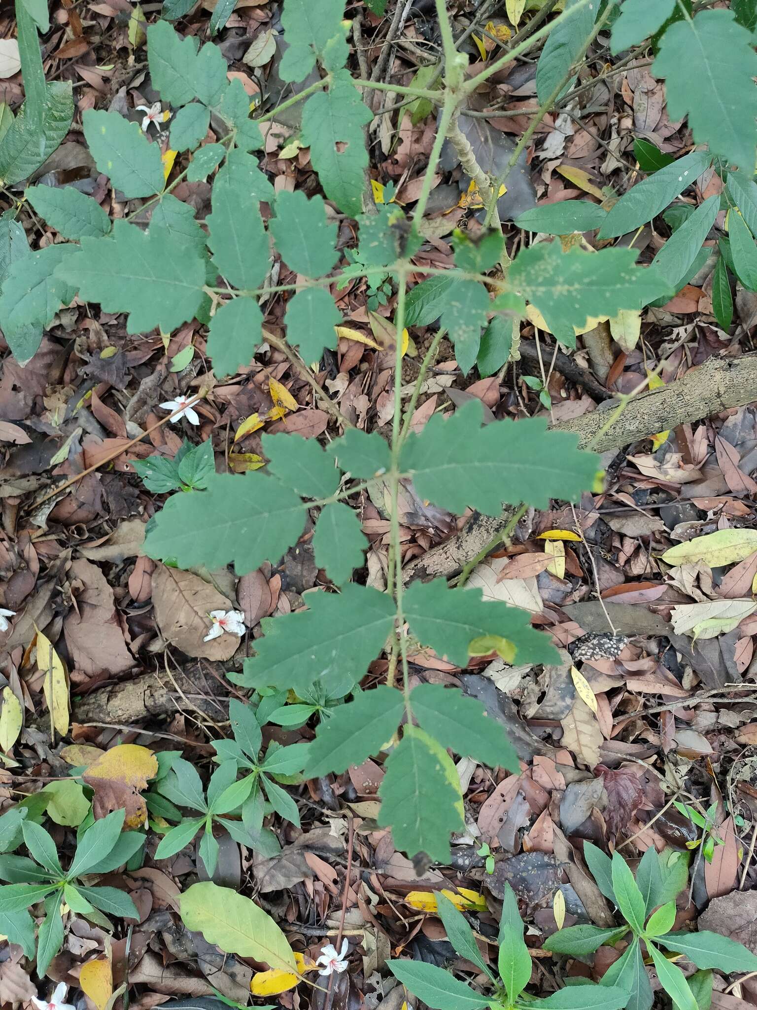 Image of Aralia decaisneana Hance