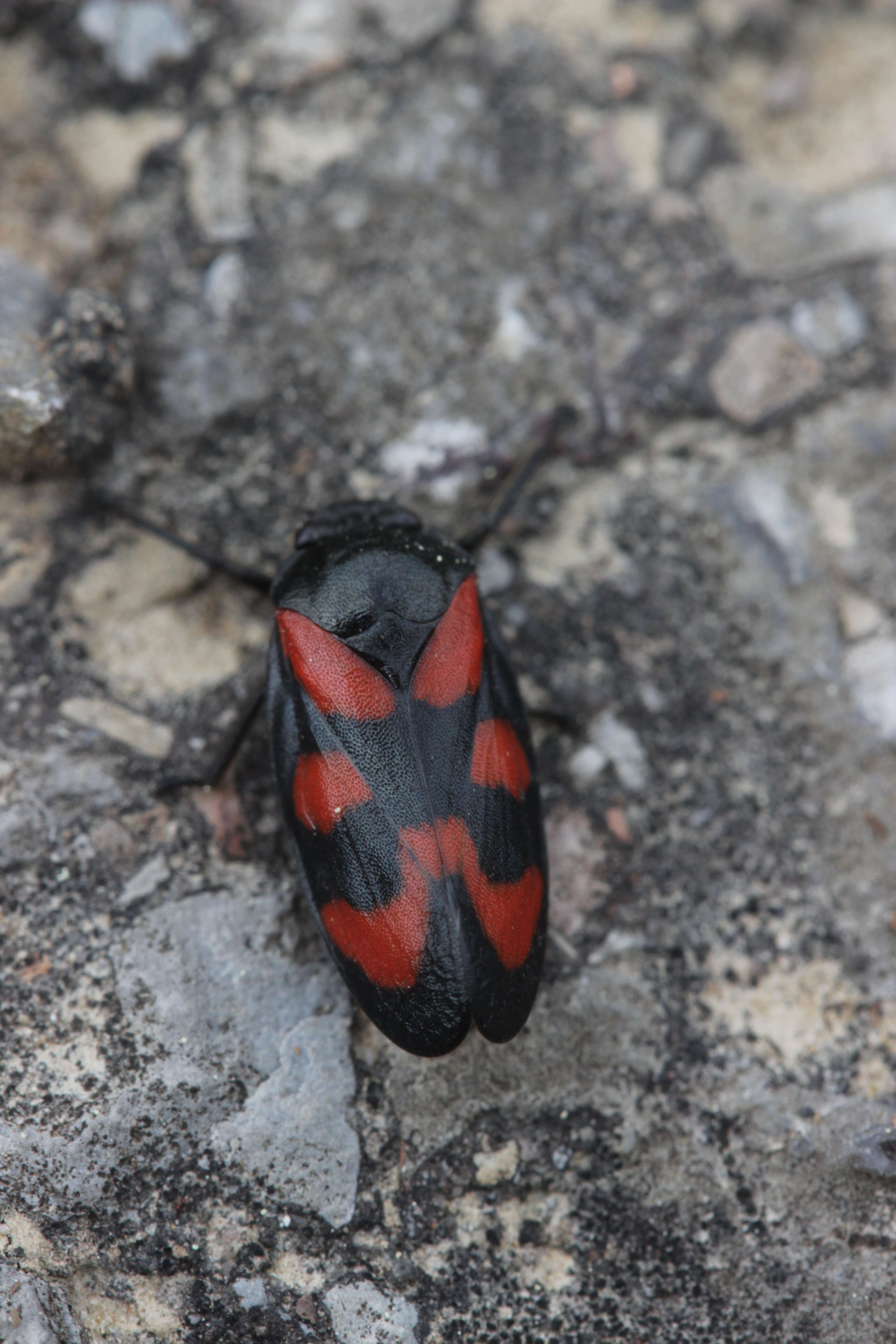 Image of Red-and-black Froghopper