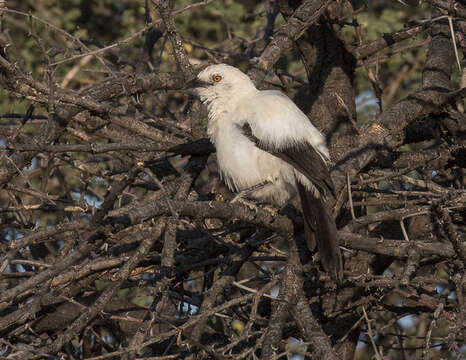 Image of Southern Pied Babbler