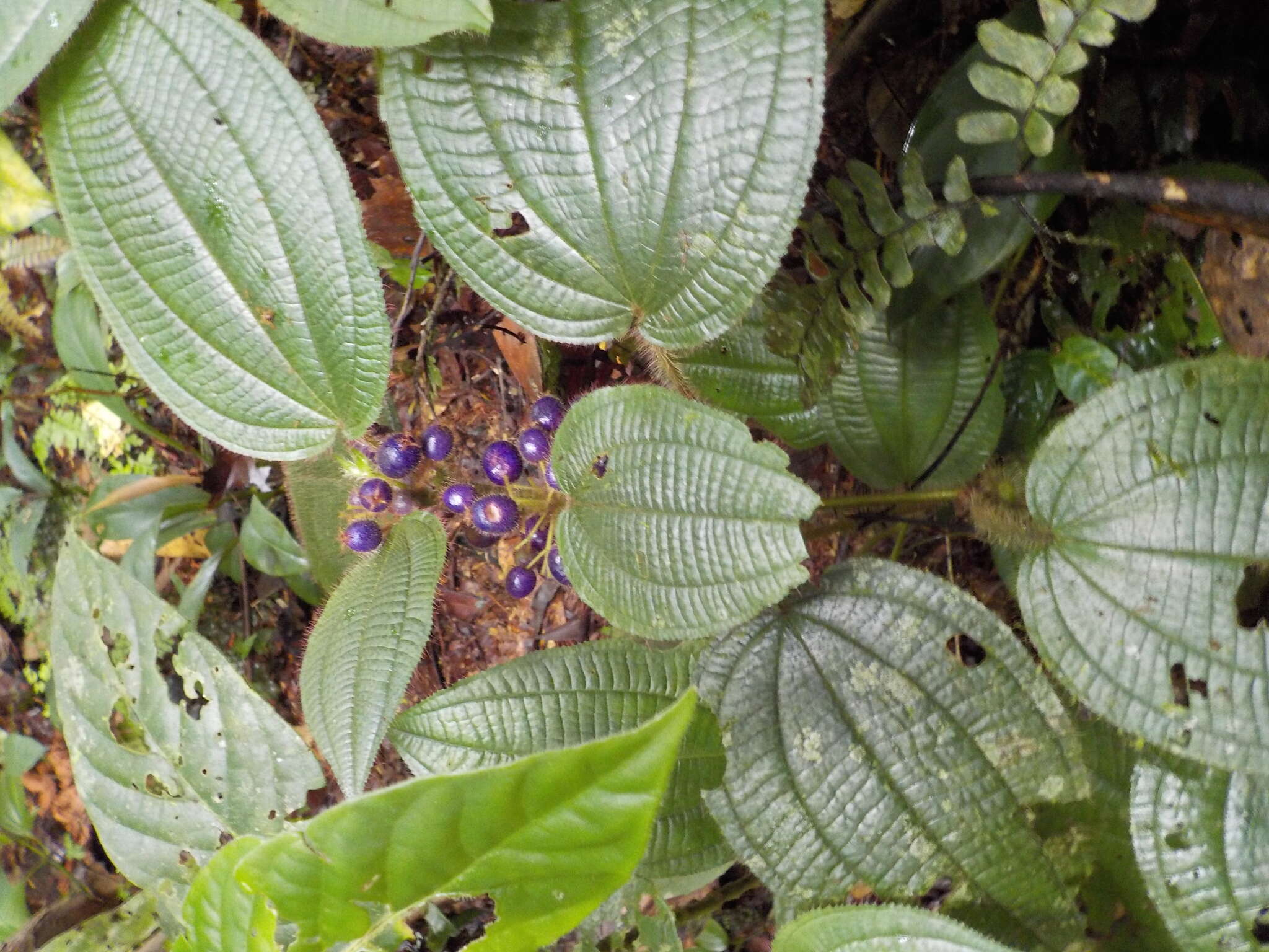 Слика од Miconia allardii