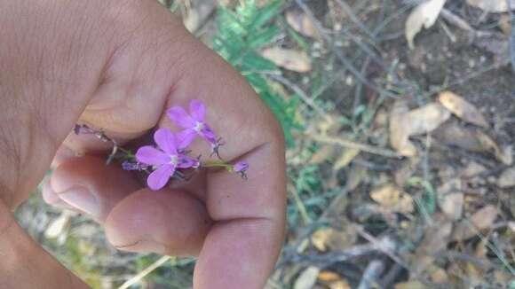 Image of Lobelia aurita (Brandegee) T. J. Ayers