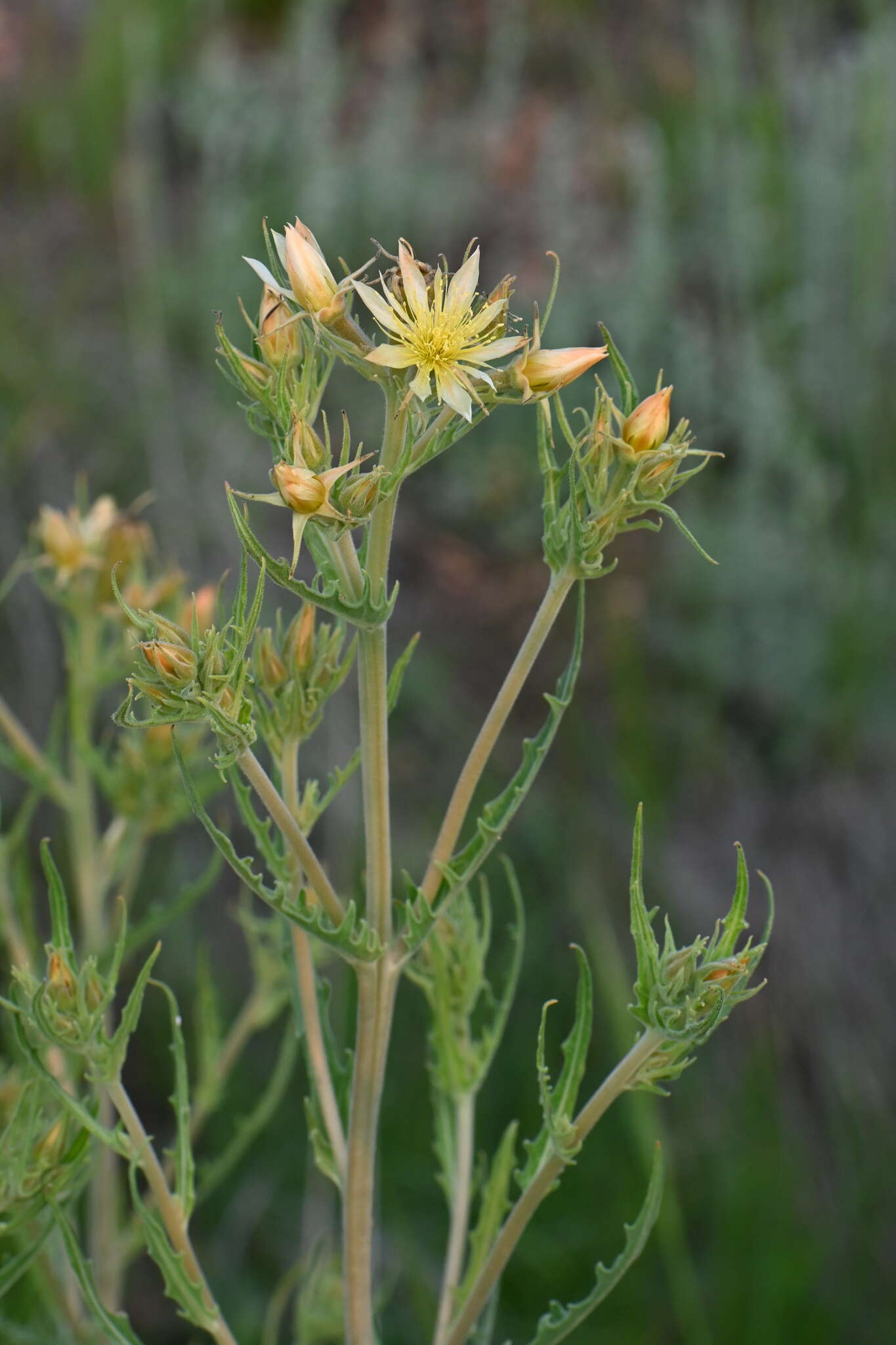 Image of Rusby's blazingstar