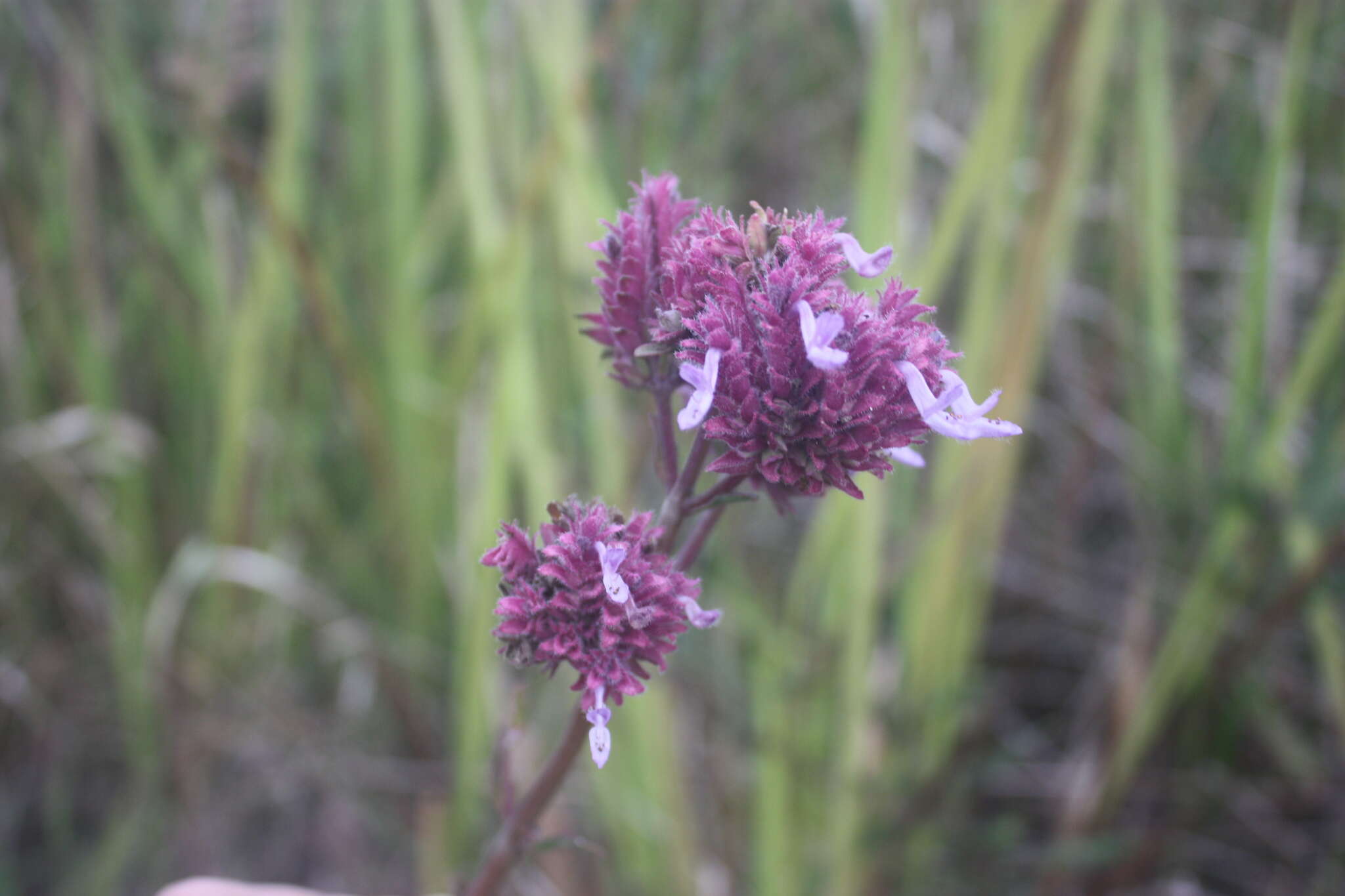 Слика од Aeollanthus engleri Briq.