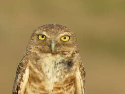 Image of Burrowing Owl