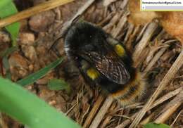 Image of Bombus ganjsuensis Skorikov 1913