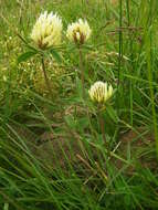 Image of sulphur clover