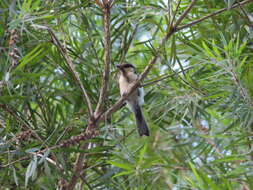 Image of Parus minor commixtus Swinhoe 1868