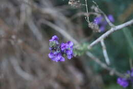 Image of Purple Toadflax