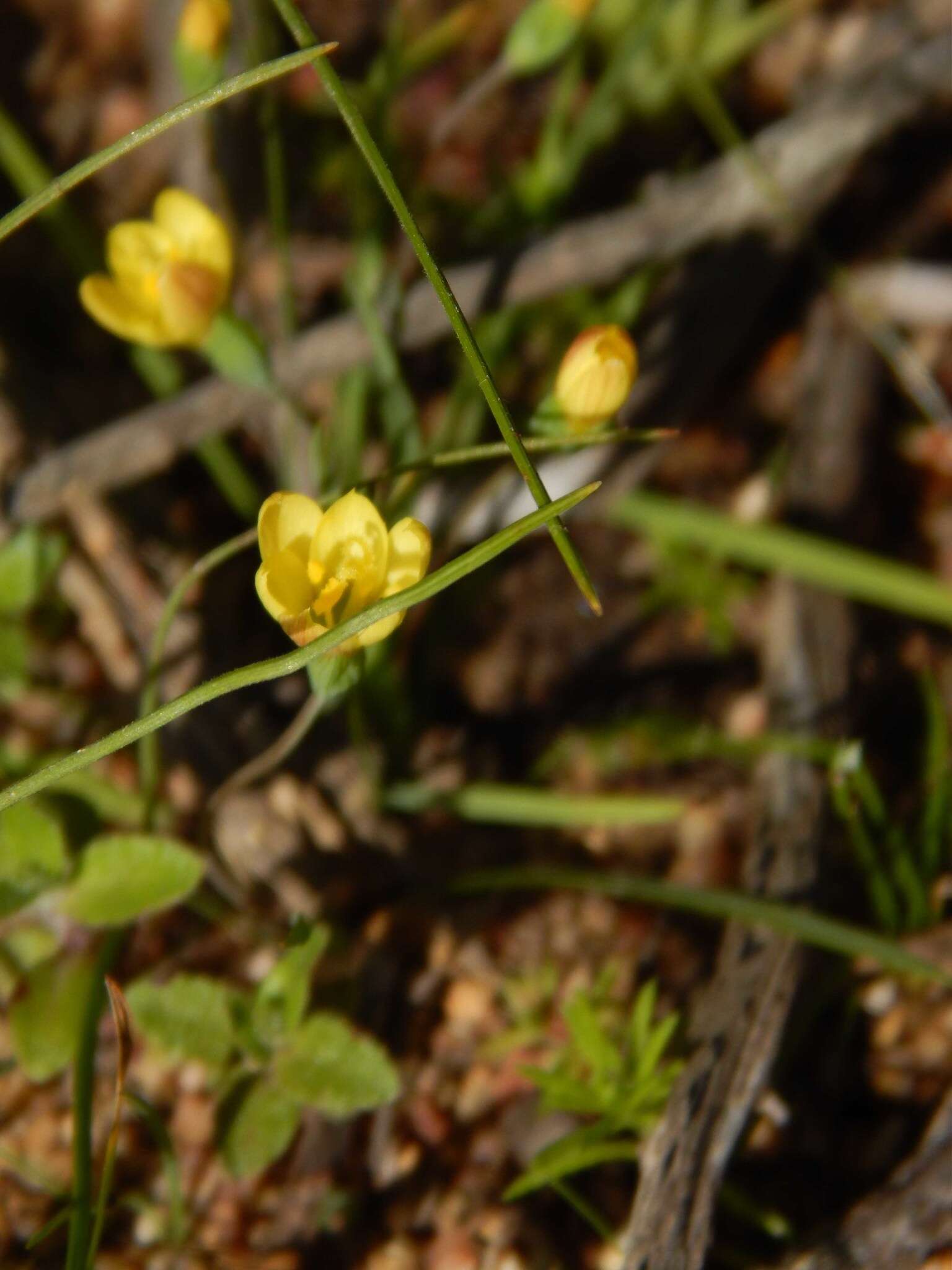 Imagem de Geissorhiza platystigma Goldblatt & J. C. Manning