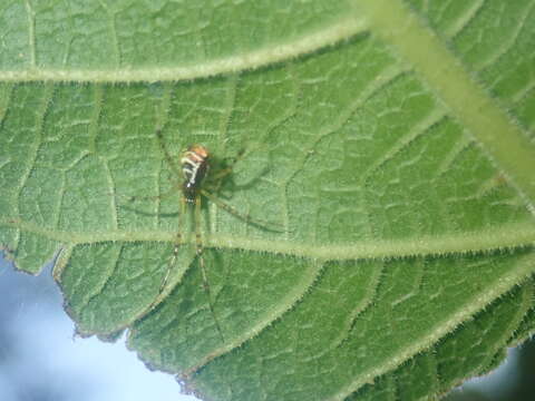 Image of Theridion pyramidale L. Koch 1867