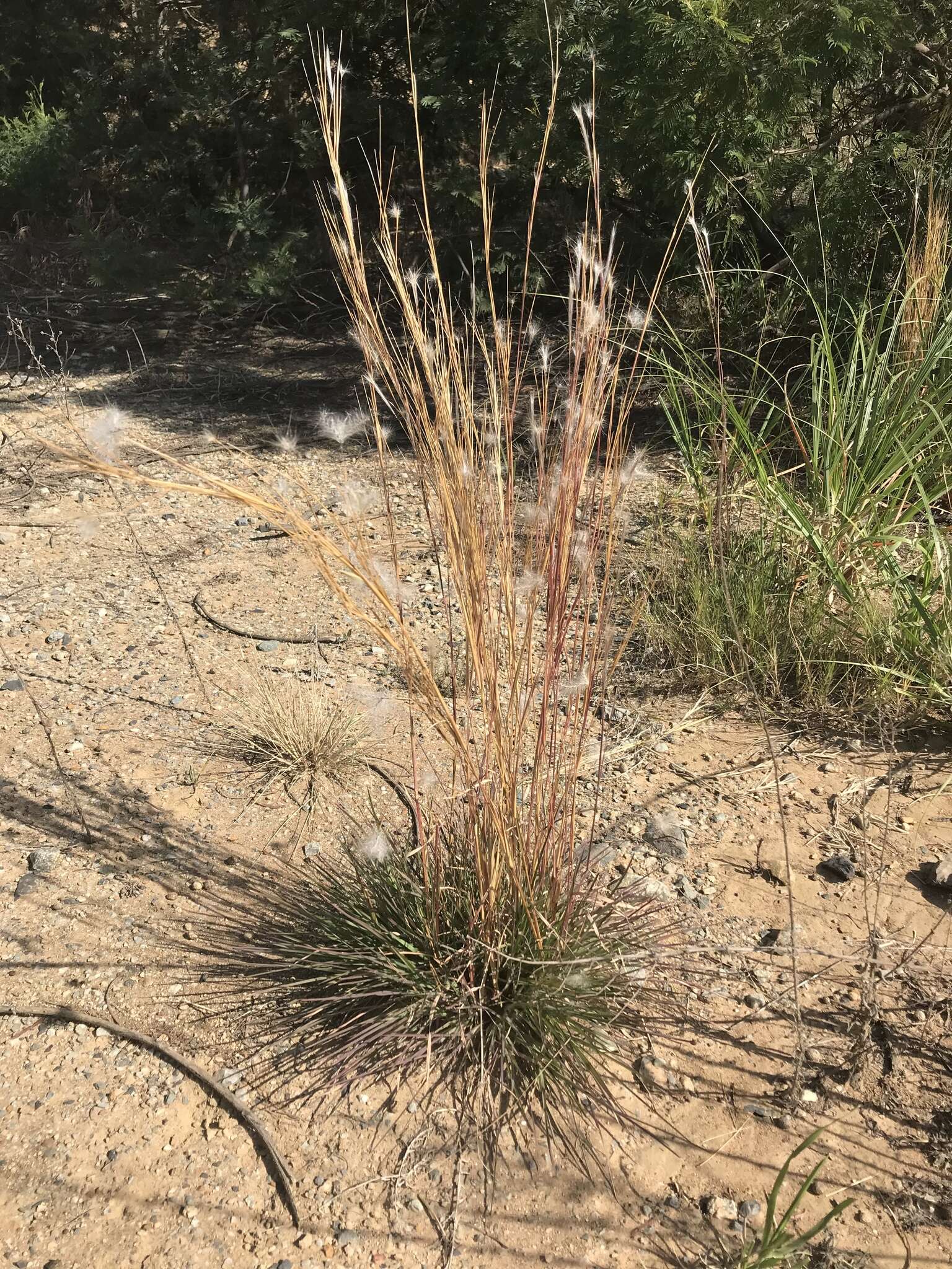 Imagem de Andropogon eucomus Nees