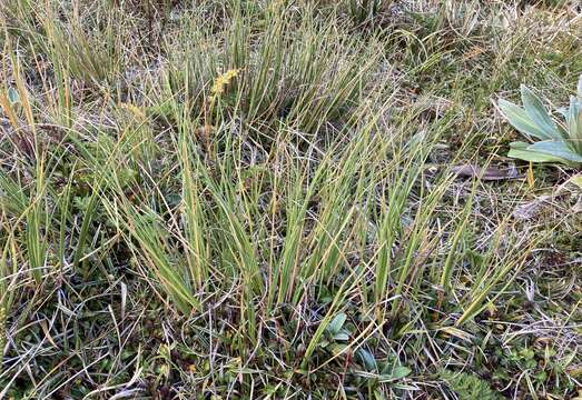 Слика од Chionochloa crassiuscula (Kirk) Zotov