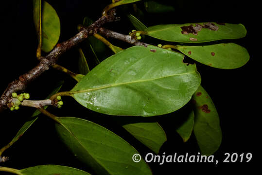 Image of Casearia nigrescens Tul.