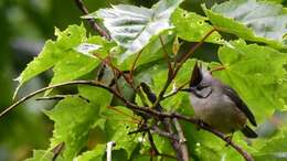 Image of Formosan Yuhina