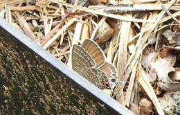 Image of Theclinesthes onycha (Hewitson 1865)