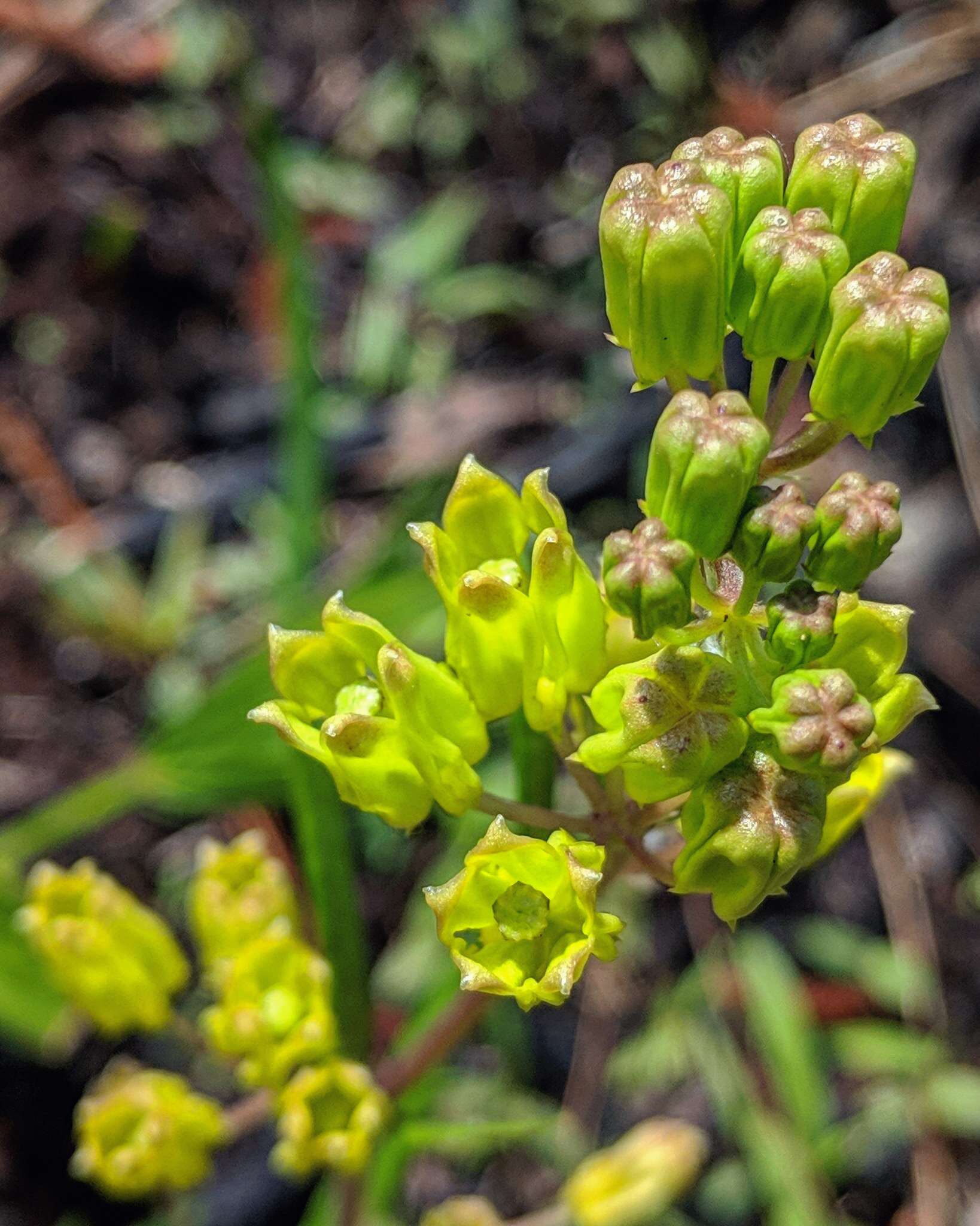 Image of Savannah Milkweed