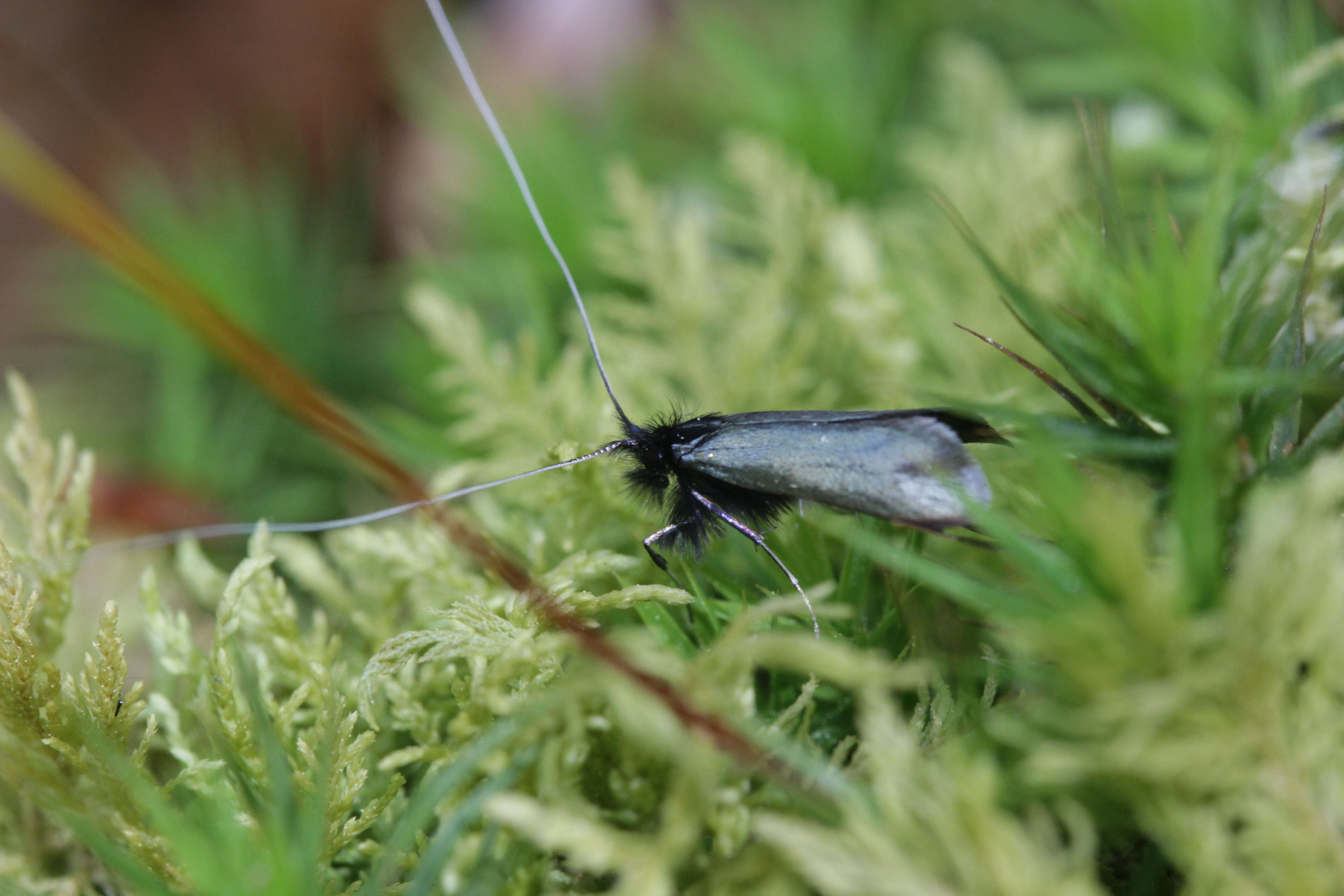 Image of Adela reaumurella