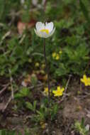 Image of Snowdrop Anemone