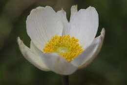 Image of Snowdrop Anemone