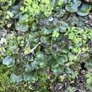 Imagem de Lunularia cruciata subsp. thaxteri (A. Evans & Herzog) R. M. Schust.