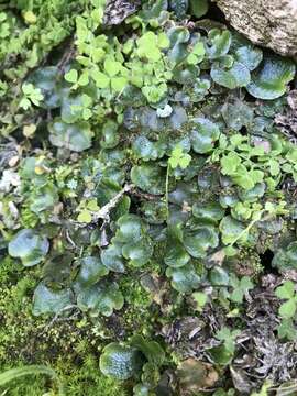 Image of Lunularia cruciata subsp. thaxteri (A. Evans & Herzog) R. M. Schust.