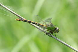 صورة Ophiogomphus westfalli Cook & Daigle 1985