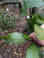 Image de Endiandra discolor Benth.