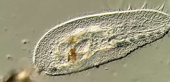 Image de Peritromus tetramacronucleatus Ozaki & Yagiu 1941