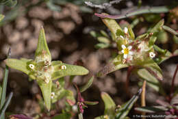 Image of Small-Flower Starlet