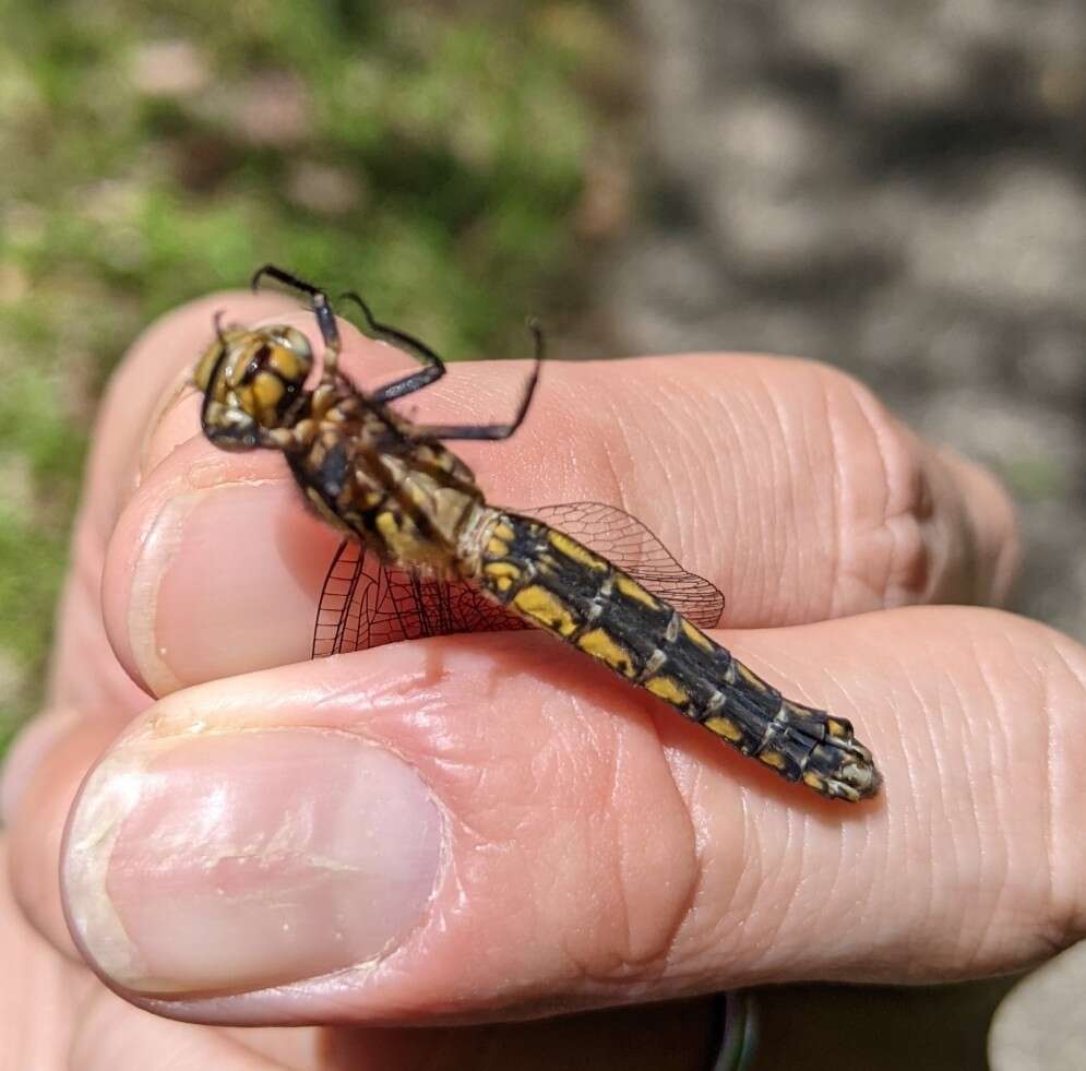 Imagem de Orthetrum japonicum (Uhler 1858)