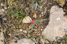 Image of Tulipa undulatifolia var. micheliana (Hoog) Wilford