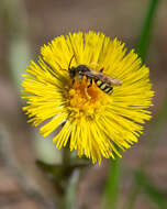 Image of Nomada lathburiana (Kirby 1802)