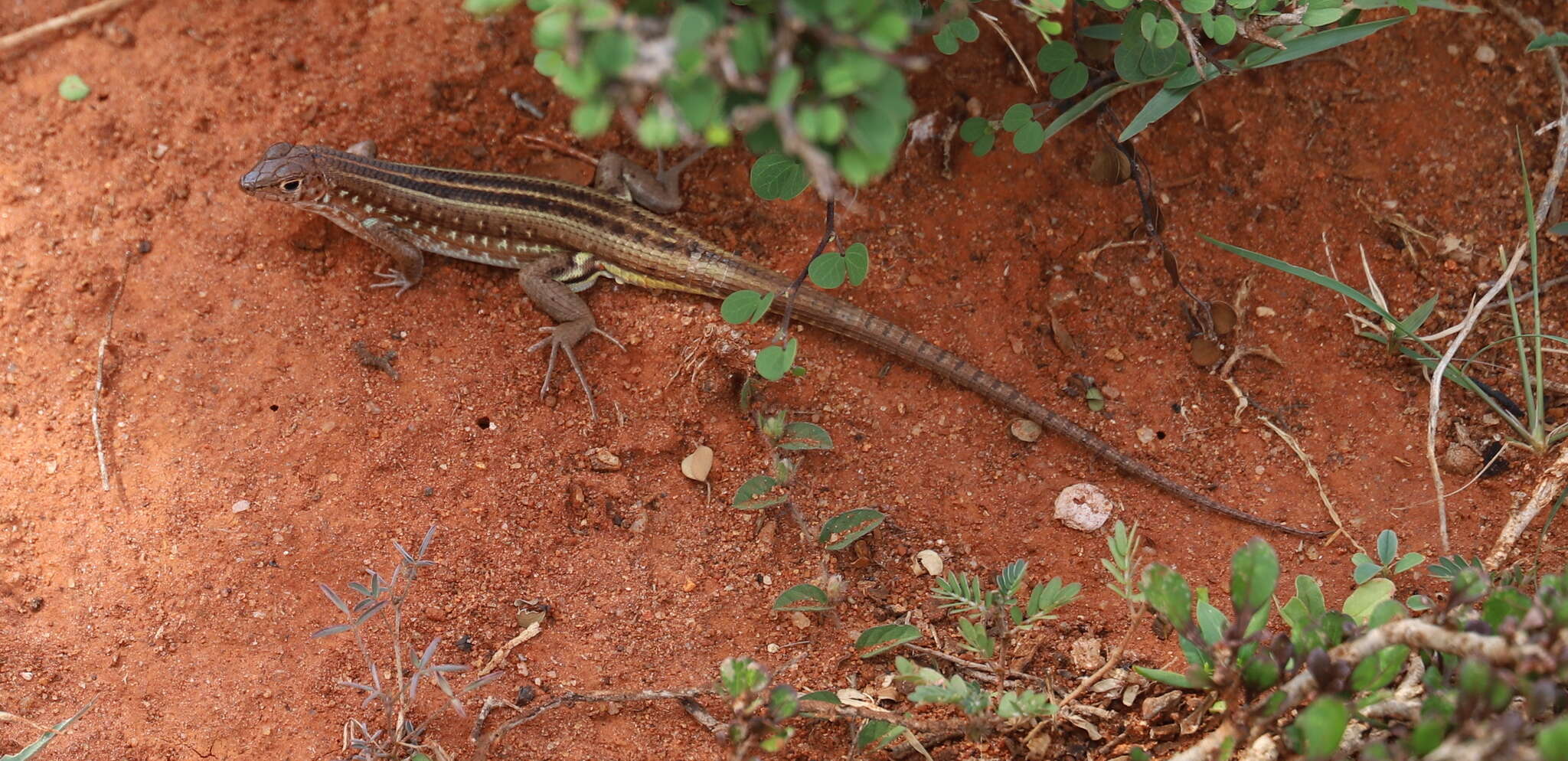 Image of Madagascar Girdled Lizard