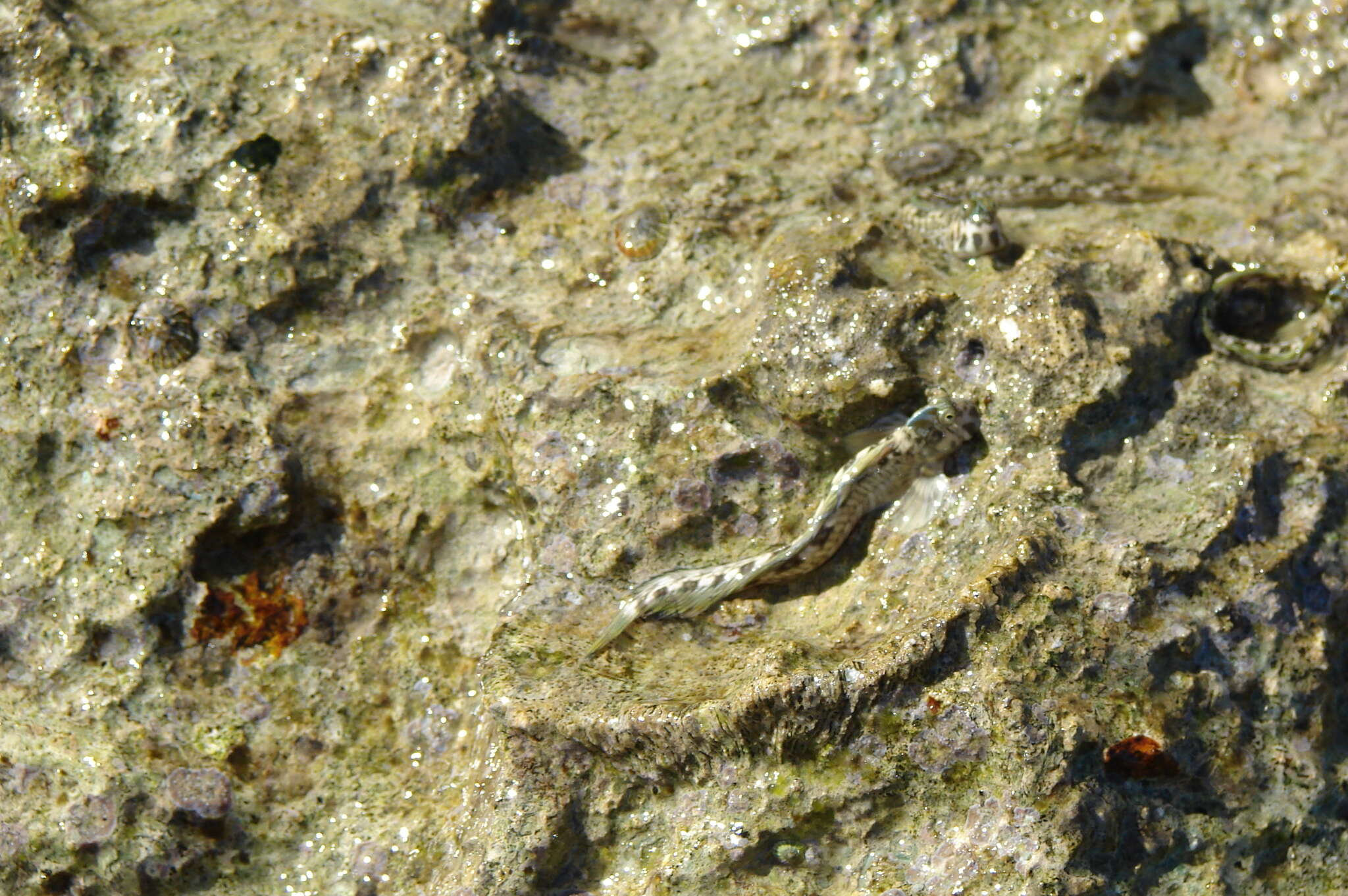 Image of Pallid Rockskipper