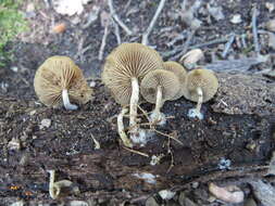 Imagem de Simocybe sumptuosa (P. D. Orton) Singer 1962