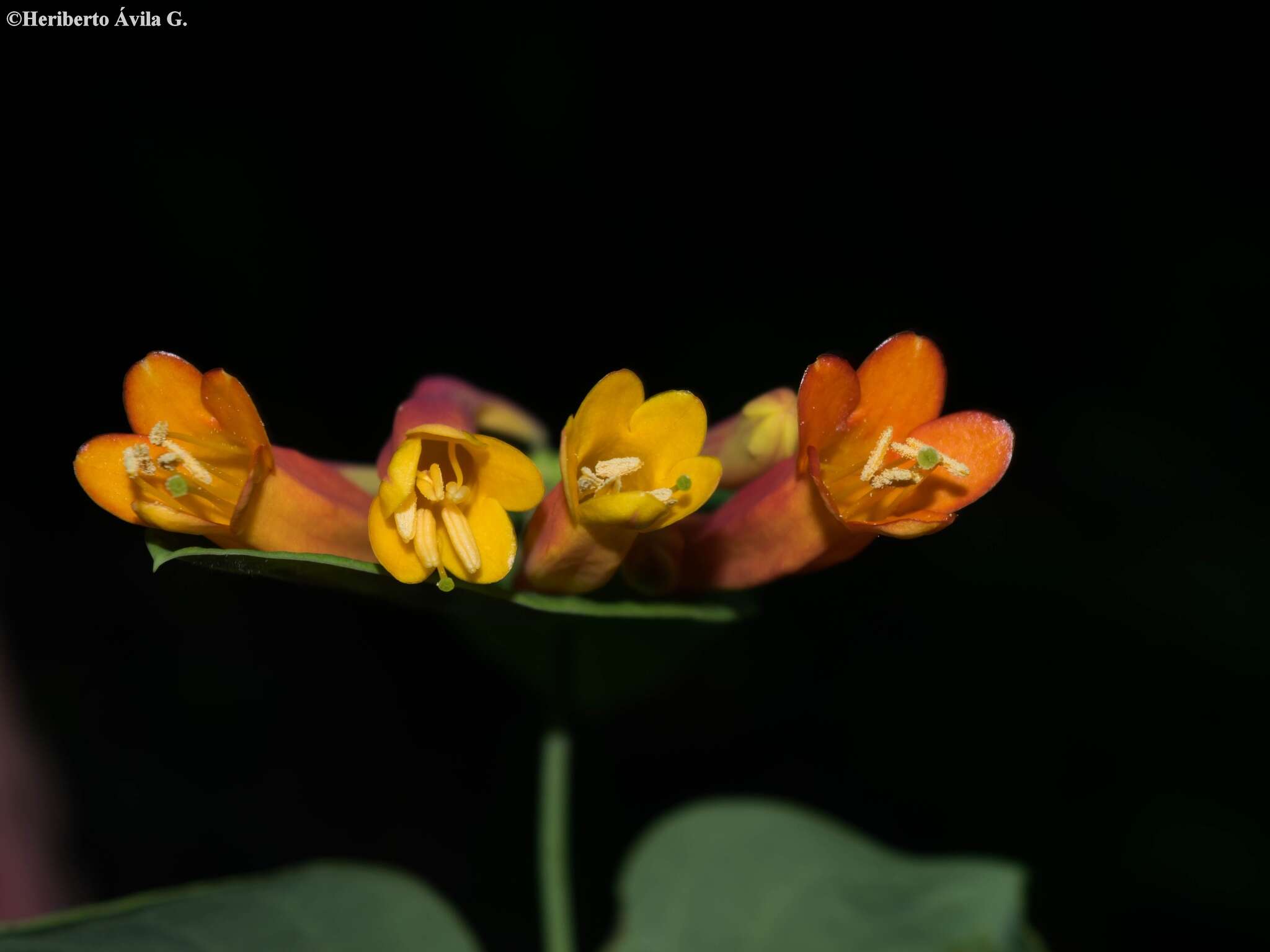 Image of Lonicera pilosa Willd. ex Kunth