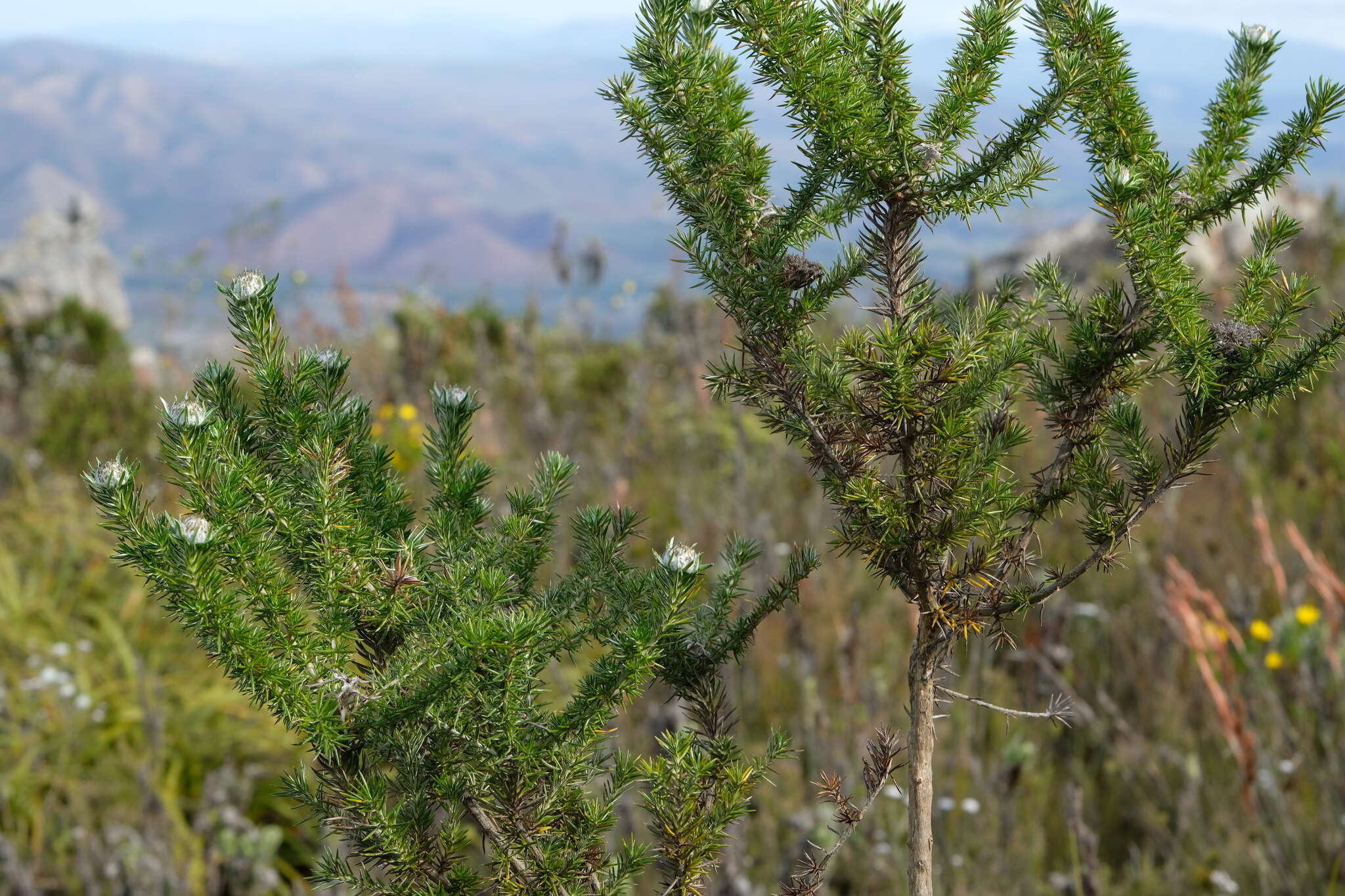 Image of Metalasia muraltiifolia DC.