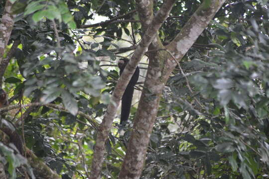 Image of White-faced Saki