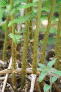 Image of Dryopteris filix-mas subsp. brittonii Fraser-Jenk. & Widén