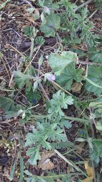 Image de Erodium ciconium (L.) L'Her.