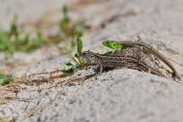 Image of Lacerta agilis chersonensis Andrzejowski 1832